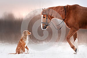 Dog and horse outdoors in winter