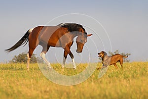 Pes a kôň 