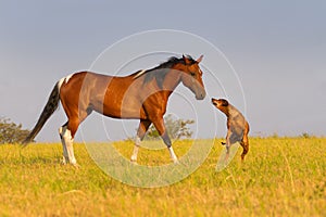 Dog and horse