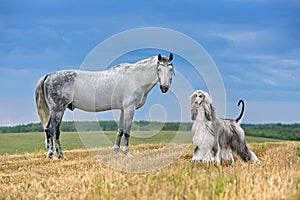 Dog and horse standing on field