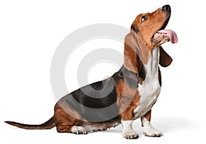 Cute Basset Hound dog looking up