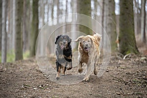 dog hovawart guarding breed from germany