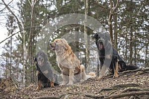 dog hovawart guarding breed from germany