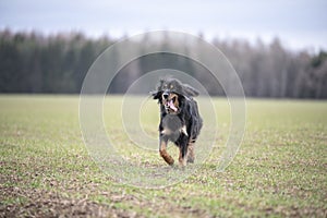 dog hovawart guarding breed from germany