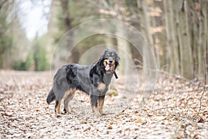 dog hovawart guarding breed from germany