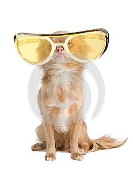 Dog with huge glasses