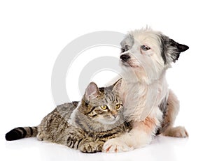 Dog hugging cat. isolated on white background