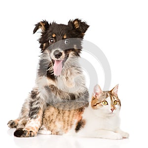 Dog hugging cat. isolated on white background