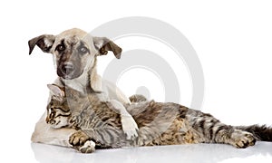 The dog hugs a cat.