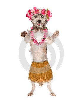 Dog Hula Dancer