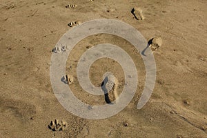 Dog and human foot prints on sand near beach