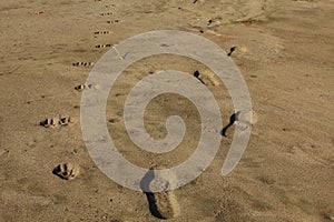 Dog and human foot prints on sand near beach