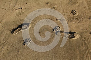 Dog and human foot prints on sand near beach