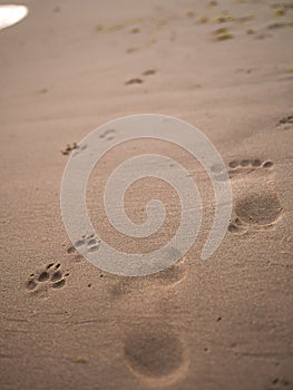 Dog and human footprints along a sandy wet beach, friendship of a man with a dog concept