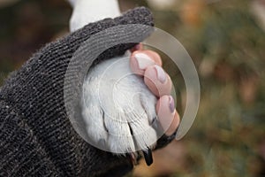 Dog and human handshake