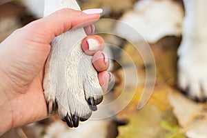 Dog and human handshake