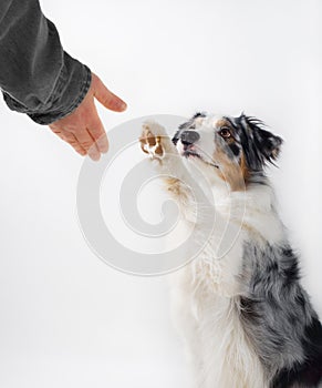Dog and human handshake.