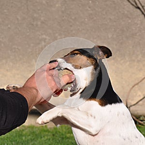 Dog and human playing with tennis ball