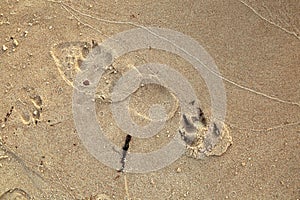 Dog and humans feet prints on a wet sand