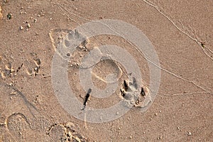 Dog and humans feet prints on a wet sand