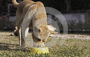 The dog hungry and eating outdoor with yellow dog bowl