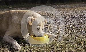 The dog hungry and eating outdoor with yellow dog bowl