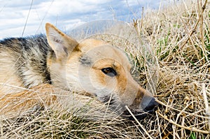 A dog on the hunt lies on the ground and grass. Sad puppy looking up. A young shepherd is waiting for the owner. A tired dog is