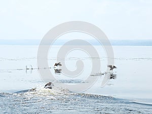 Dog hunting ducks in the river in summer day