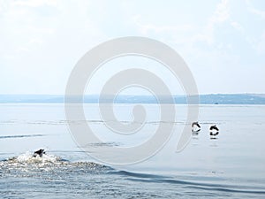 Dog hunting ducks in the river in summer day