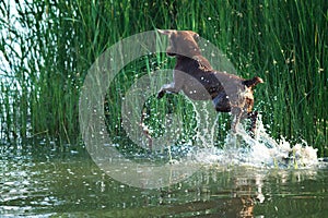 Dog hunting in the reeds in water