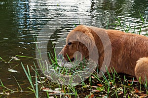 Dog hunting in river. Dog cooling off in river water