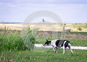 Dog hunting rodents