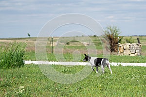 Dog hunting rodents photo