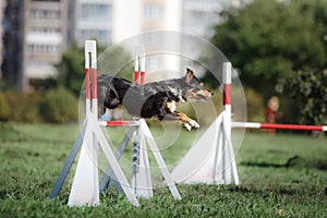 Dog hurdling over a jump at an agility event