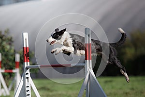 Dog hurdling over a jump at an agility event