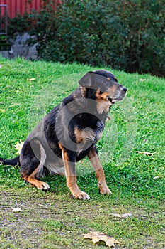 Dog with hurt paw