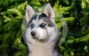 Dog, Huskies, breed of dog, pet, friend of the family, dog, laika