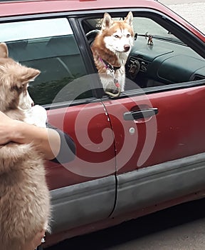 The dog,  huskies, sits, the car, looks out of the window