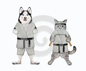 Dog husky and ashen cat are karate athletes