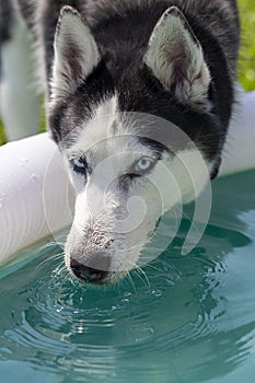 Dog, husky breed playing drinking water, close-up