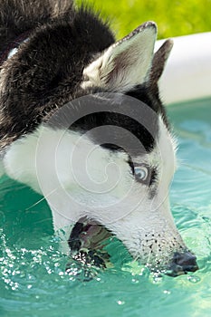 Dog, husky breed playing drinking water, close-up