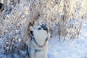 Dog husky breed walks in winter snowy forest on a sunny afternoon