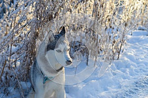 Dog husky breed walks in winter snowy forest on a sunny afternoon