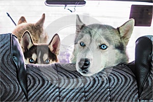 Dog husky in the car photo