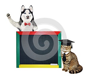Dog husky and cat near blank blackboard