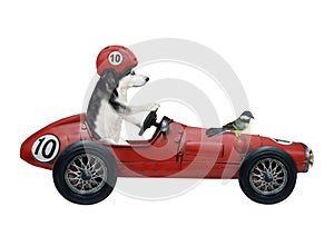 Dog husky drives retro red sports car
