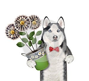 Dog husky holding money flowers