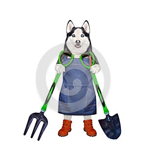 Dog husky holds pitchfork and shovel