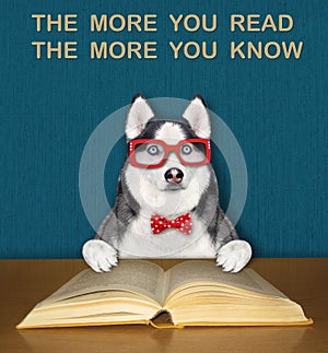 Dog husky intelligent reads book at desk