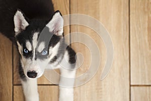 Dog husky lying on floor in room and looks up at the camera. Interesting playful little Serbian Husky puppy with blue eyes looking